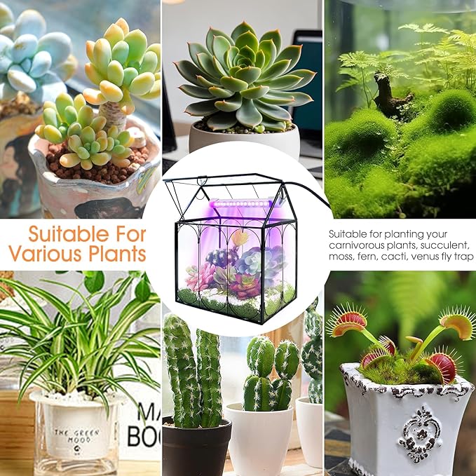Plant Terrarium with Grow Light, Rifny Indoor House Shape Glass Terrarium Kit with Lid, Small Terrarium Jar Planter for Venus Fly Trap Succulent Live Air Plants Decor for Home Office (Without Plants)