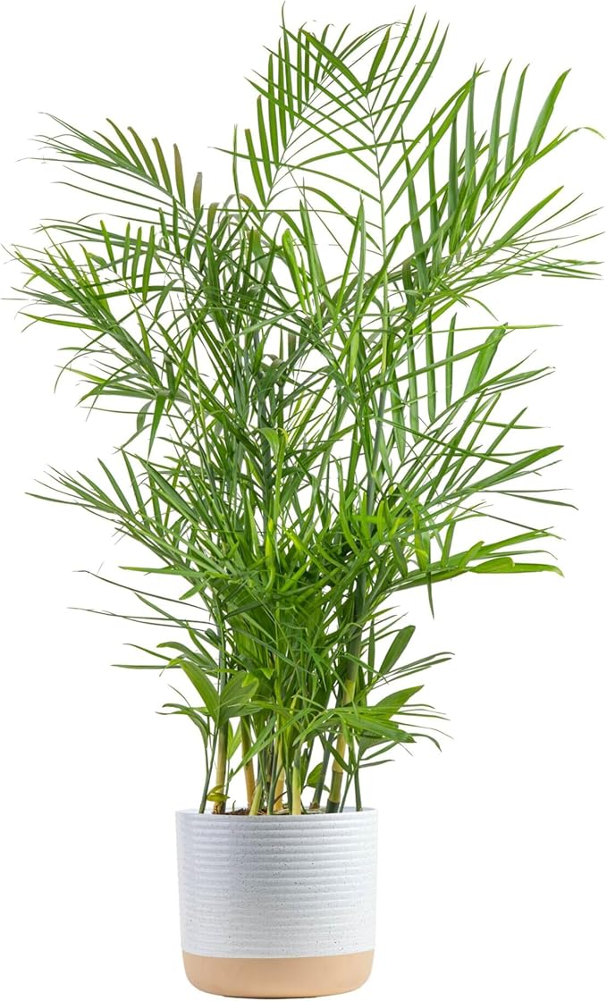 Costa Farms Bamboo Palm, Easy to Grow Houseplant, Live Indoor Plant Potted in Decor Plant Pot, Room or Office Decor, 3-4 Feet Tall