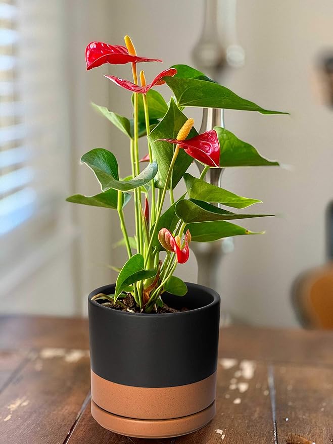 D'vine Dev Set of 2 Plants Pots, 4.6 Inch Ceramic Planter Pot for Plants with Drainage Hole and Saucer, Black/Speckled Tan, 94-V-B-7