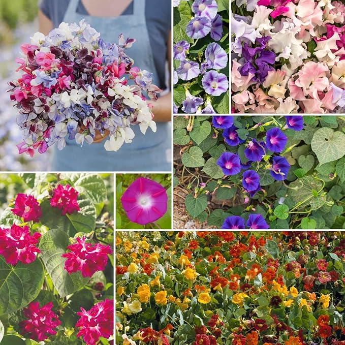 Eden Brothers Colorful Climbers Flower Mixed Seeds for Planting, 5 lb, 2,400,000+ Seeds with Morning Glory, Sweet Pea | Attracts Pollinators, Plant in Spring or Fall, Zones 3, 4, 5, 6, 7, 8, 9, 10