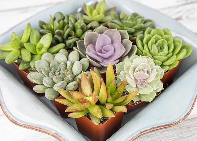 Succulents Plants Live (20PK) Potted Succulent Plants Live House Plants, Cactus Plants Live Plants Indoor Plants Live Houseplants, Indoor Plant Succulents Live Plant House Plant by Plants for Pets