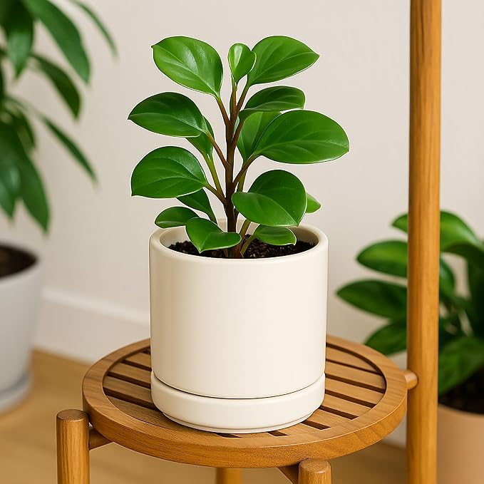 D'vine Dev Set of 2 Plants Pots, 6.5 Inch Ceramic Planter Pot for Plants with Drainage Hole and Saucer, Oatmeal, 94-V-C-8