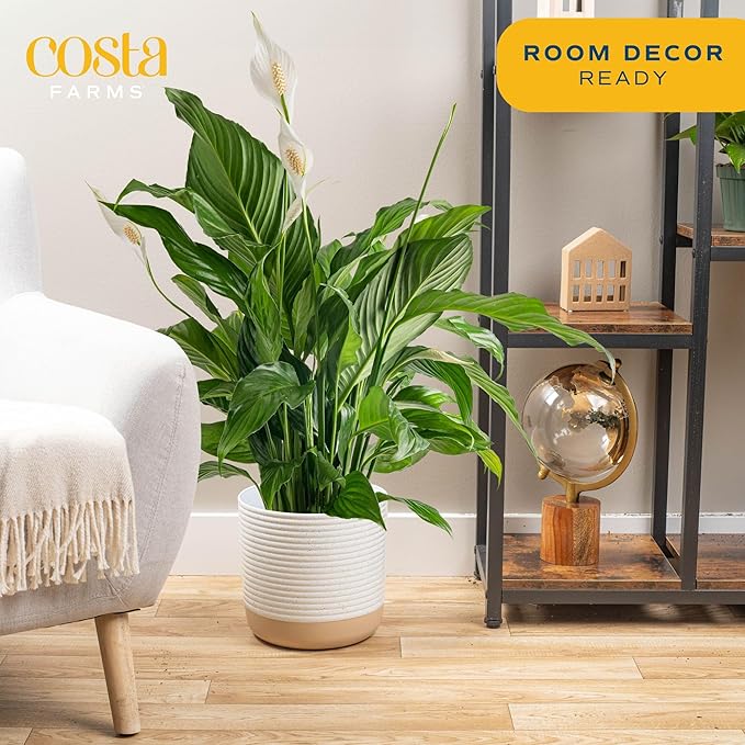 Costa Farms Peace Lily Plant, Live Indoor Houseplant with Flowers Potted in Indoors Garden Plant Pot, Air Purifying Potting Soil, Birthday, New House Gift, Home, Office and Room Decor, 2-3 Feet Tall