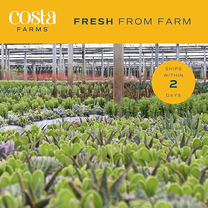 Costa Farms Aloe Vera Plant, Live Succulent, Easy Care Indoor Houseplant in Grower Pot, Room Air Purifier, Tabletop, Office, Desk or Home Décor, Housewarming, Garden Gift, 10-Inches Tall