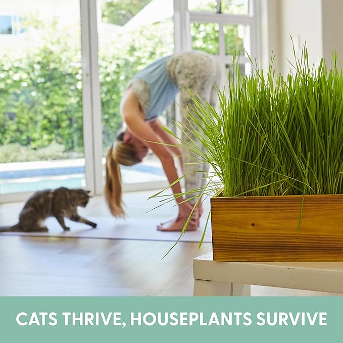 The Cat Ladies Cat Grass Kit (Organic) with Rustic Wood Planter, Seed and Soil. Easy to Grow for Indoor or Outdoor Cats, Dogs and Other Pets. Prevent Hairballs and Aid Digestion