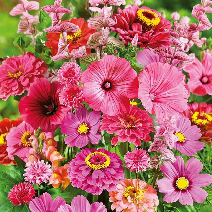 Eden Brothers Pink Perfection Flower Mixed Seeds for Planting, 5 lb, 2,400,000+ Seeds with Zinnia, Cosmos Versailles | Attracts Pollinators, Plant in Spring or Fall, Zones 3, 4, 5, 6, 7, 8, 9, 10