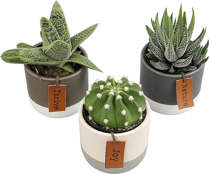 Succulents Plants Live in Plant Pot Set (3 Pack), Succulent Cactus Plants Live Plants, Indoor Plants Live Gardening Gifts for Plant Lovers, Live Succulents Plants Live Houseplants by Plants for Pets