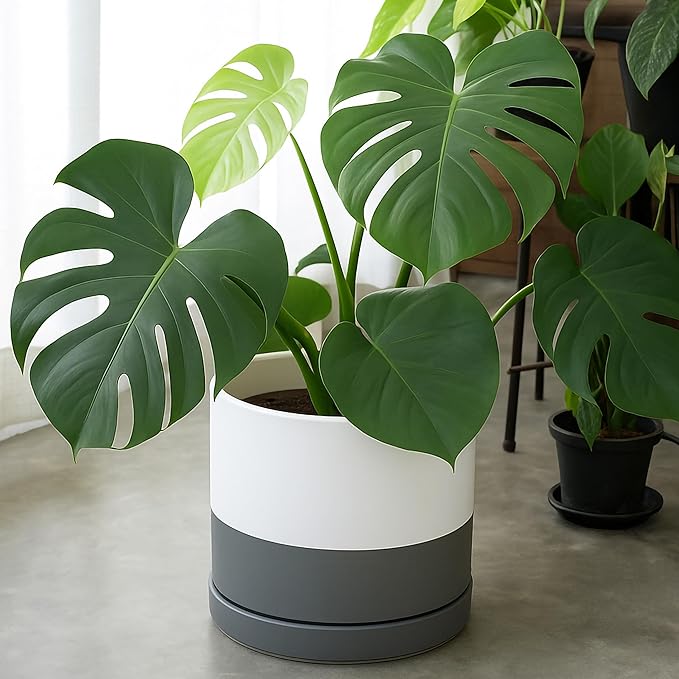 D'vine Dev 12 Inch Ceramic Planter Pot with Drainage Hole and Saucer, Indoor Cylinder Round Planter Pot, White/Speckled Grey, 94-O-F-6