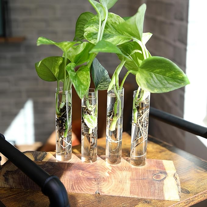 Plentiful Pothos & Philodendron (6-Pack), Pothos Live Plant Decor, Office Plants, Real Plants, Easy Indoor Plant, House Plants Indoors Live Plants Indoor Plants Live Houseplants by Plants for Pets