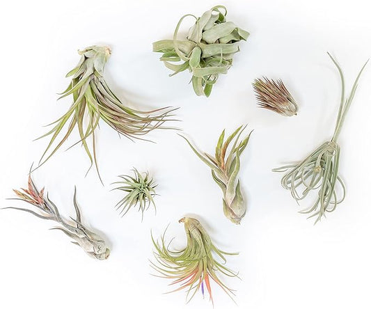 Air Plant Shop 30 Pack Tillandsia Air Plant Grab Bag of Premium Medium & Large Plants- Wholesale and Bulk - Succulents - Live Tillandsia - Easy Care Indoor and Outdoor House Plants