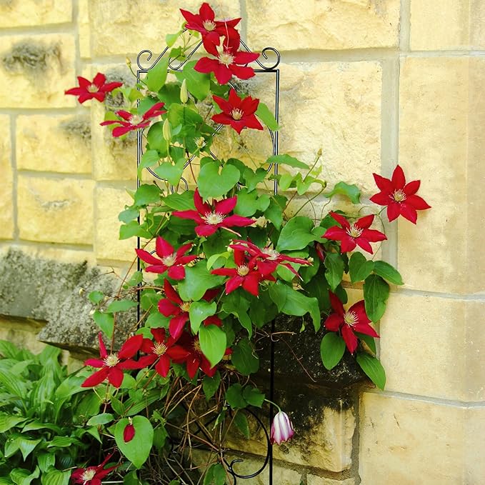 Garden Trellis 4 Pack 48'' H x 12.5'' W Metal Plant Climbing Trellis Suitable for Potted Plants Indoor and Outdoor Climbing Plants Flower Ivy Clematis Black
