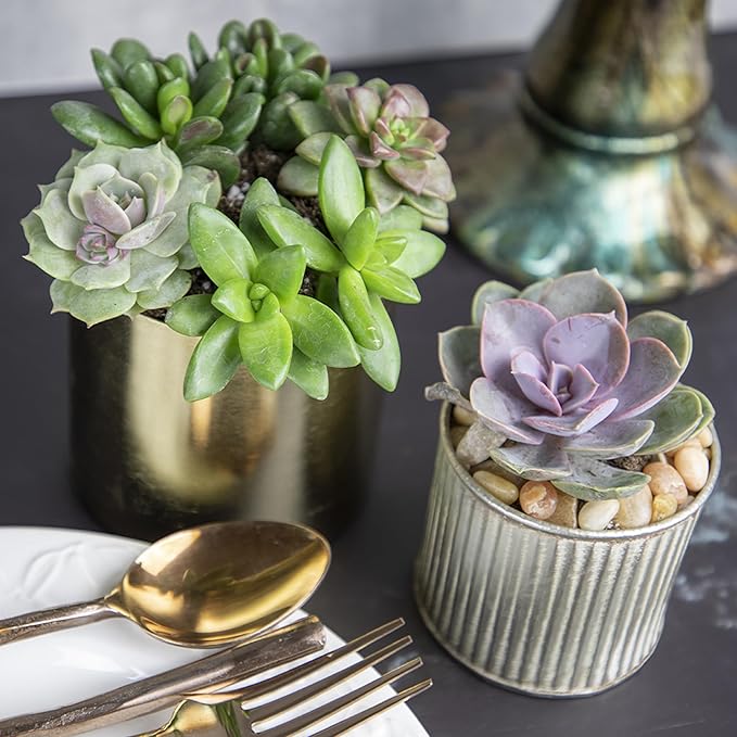 Altman Plants, Live Succulents Plants Live Houseplants (6PK), Succulents Live Plants Live House Plants Indoors Live, Live Cactus Plants Live Cacti Succulent Plants Live Indoor Plants Live Houseplants