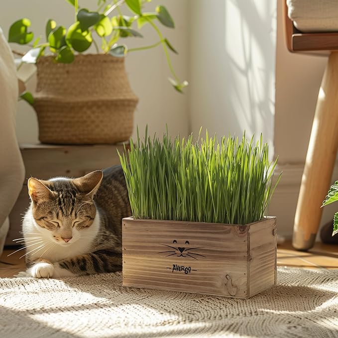 Organic Cat Grass for Indoor Cats - 4X Seed Packets | Pet Cat Grass Kit for Growing Wheat Grass w Planting Seeds, Tools & Planter