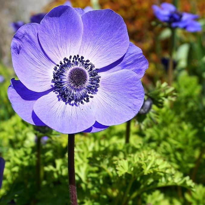 Easy to Grow Anemone Italian Mistral Plus Blu - 10 Plant Bulbs, Blue-Violet Flowers in Spring Gardens Full Sun