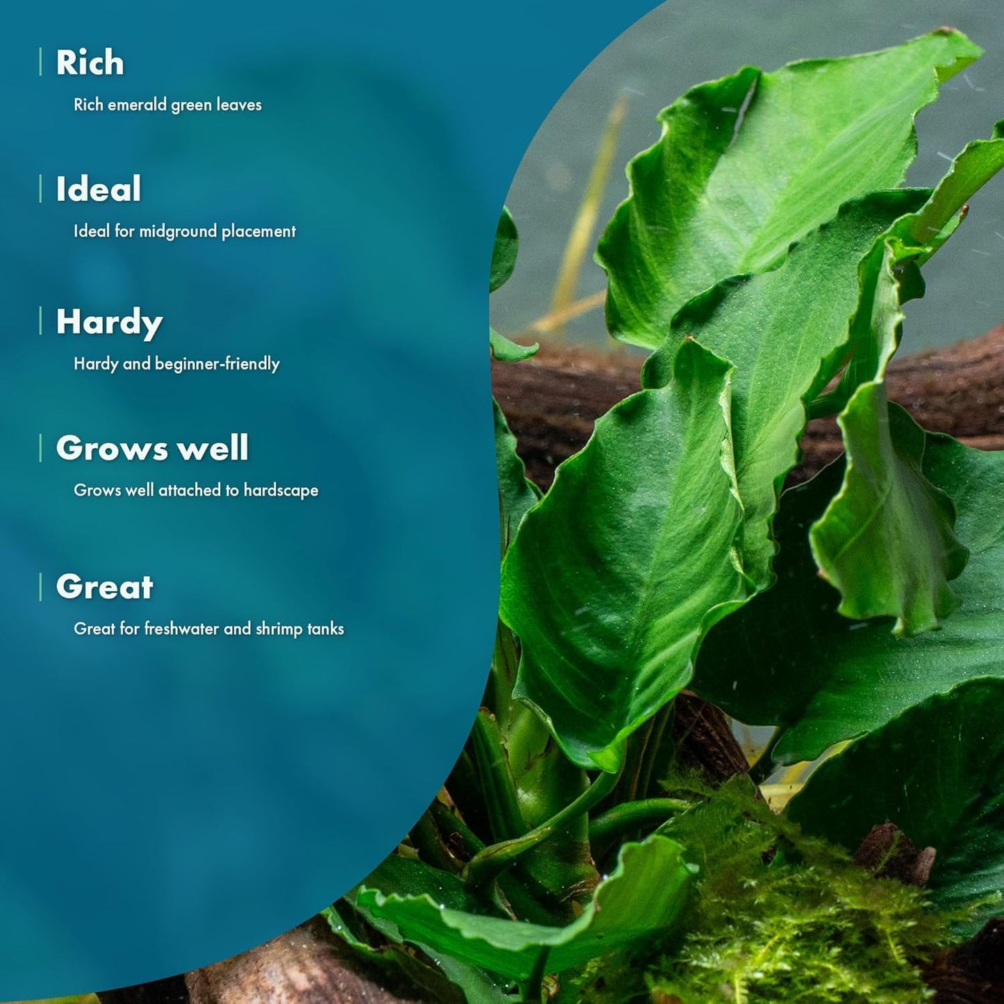 Live Jungle Plants - Anubias Emerald Bloom (Anubias barteri) - Compact Epiphytic Rhizome Plant for Midground Freshwater Aquascapes, Emerald Green Accent - Pot