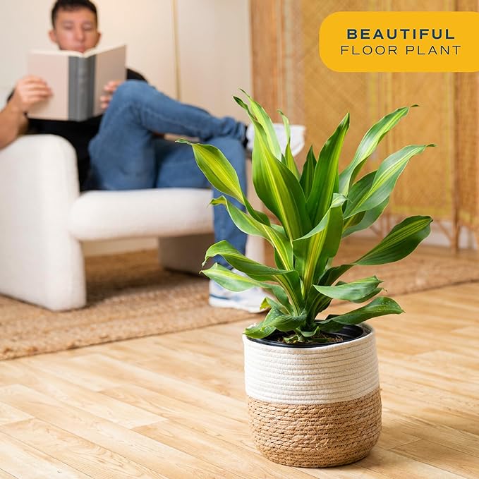 Costa Farms Dracaena Golden Heart Live Indoor Plant, Easy to Grow Houseplant in Modern Plant Pot, Potting Soil, Living Room, Home and Office Decor, Housewarming Gift, 2-3 Feet Tall
