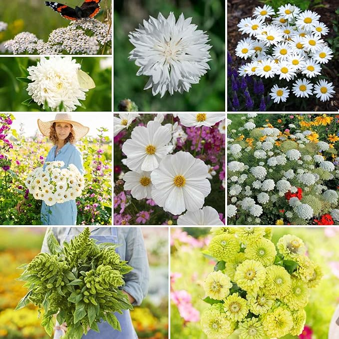 Eden Brothers Green with Envy Flower Mixed Seeds for Planting, 1/4 lb, 120,000+ Seeds with White Yarrow, Cornflower White | Attracts Pollinators, Plant in Spring or Fall, Zones 3, 4, 5, 6, 7, 8, 9, 10
