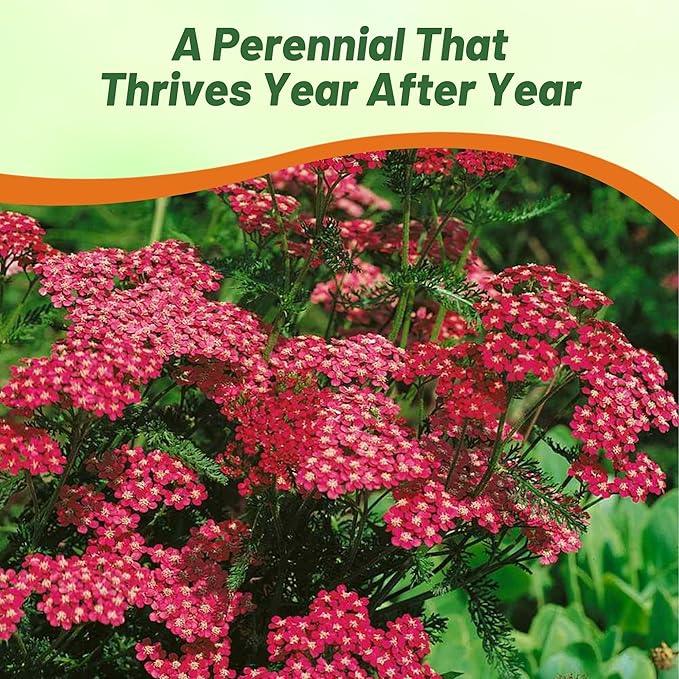Outsidepride Cerise Queen Yarrow Seeds – 5000 Pcs. Perennial, Versatile, Clump-Forming, & Drought Tolerant Flower Seeds for Planting Fragrant & Vibrant Blooms, Ideal for Pollinator Gardens