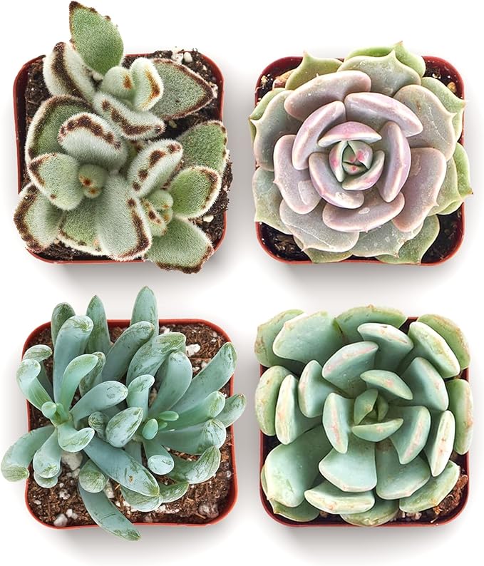 Shop Succulents Mixed Succulent Plant Pack 2" Grow Pot Pack of 4