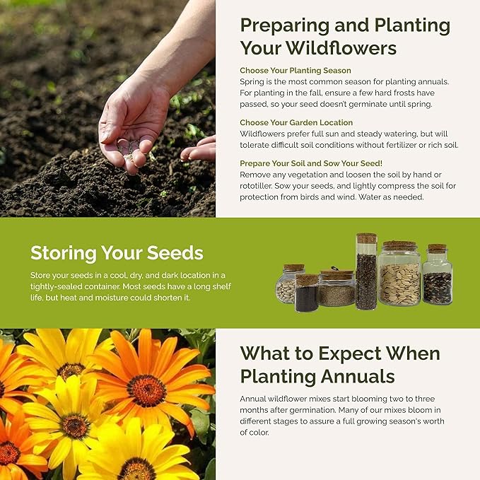 Eden Brothers Royal Meadow Flower Mixed Seeds for Planting, 1 lb, 480,000+ Seeds with Morning Glory, African Daisy | Attracts Pollinators, Plant in Spring or Fall, Zones 3, 4, 5, 6, 7, 8, 9, 10