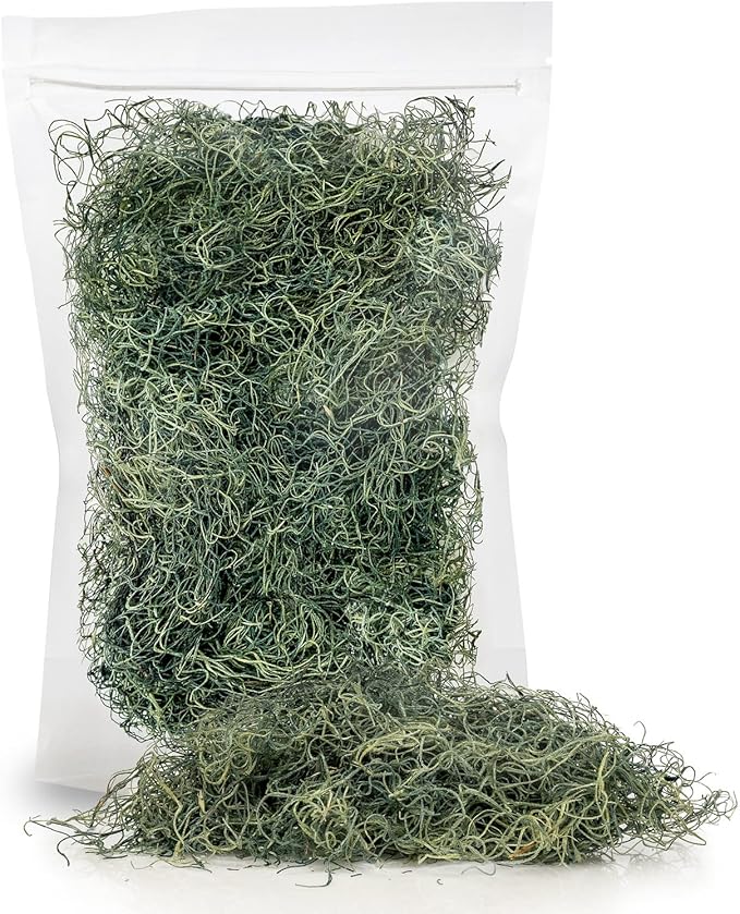 Premium Spanish Moss in Basil| Natural Preserved - Great Ground Cover - Filler for Potted Plants - by GARDENERA - 2 Quart Bag