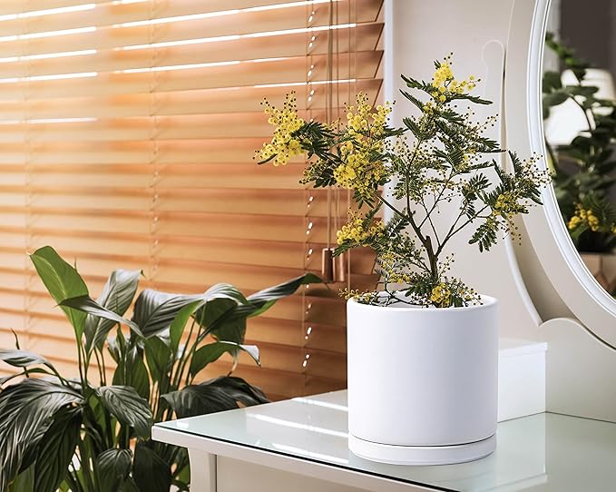 D'vine Dev 8 Inch Ceramic Planter Pot with Drainage Hole and Saucer, Indoor Cylinder Round Planter Pot, White, 94-O-D-1