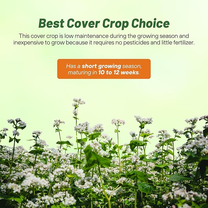 Outsidepride Buckwheat Seeds - 50lbs Annual, Fast-Growing, Easy to Grow Buckwheat Cover Crop Seeds for Green Manure, Bee Pasture & Pollinators, Wildlife Habitat, Soil Improvement, and Erosion Control