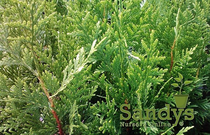 Thuja Green Giant Arborvitae Lot of 4, Quart Pot