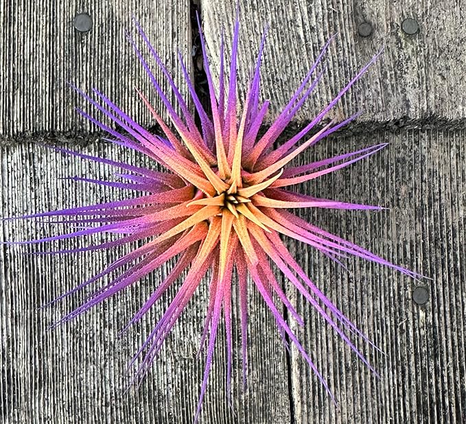 Live Extra Large Tillandsia Ionantha Guatemala Colorful Air Plant 3+ inch Enhanced Color Easy Care Indoor Outdoor Home Decor Gift Airplant by Awesome Industries (Sunset XL)