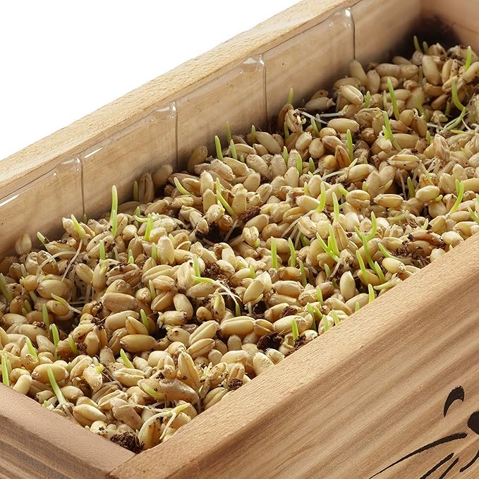 Organic Cat Grass for Indoor Cats - 4X Seed Packets | Pet Cat Grass Kit for Growing Wheat Grass w Planting Seeds, Tools & Planter