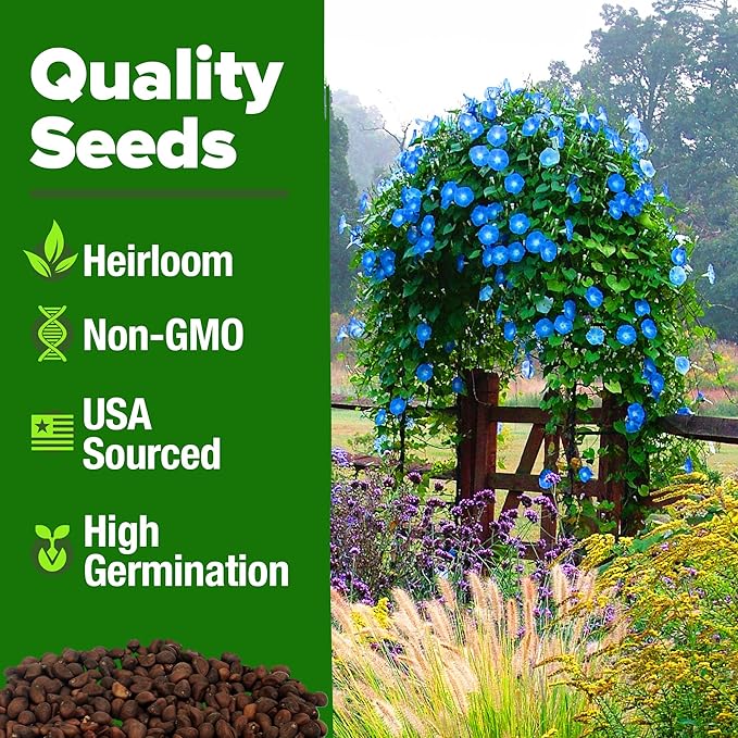 HOME GROWN 𝗨𝗦𝗔 𝗣𝗥𝗘𝗠𝗜𝗨𝗠 Heavenly Blue Morning Glory - 150 Heirloom Seeds for Planting, 𝗡𝗢𝗡-𝗚𝗠𝗢 Ideal for a Flower Garden That Attracts Pollinators and Birds (Ipomoea Tricolor)