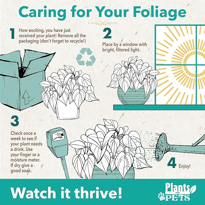 Essential Houseplant Collection (3PK) Live Plants Indoor Plants Live Houseplants in Plant Pots, Easy House Plants Indoors Live, Snake Plant, Pothos in Potting Soil, Clean Air Plants by Plants for Pets