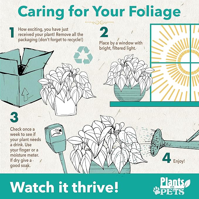 Golden Pothos Plant Live House Plant Live Plants, Trailing Plants Live Houseplants, Golden Pothos Live Plant Houseplant, Live Pothos Devils Ivy Live Plant Money Plant Indoor Plants by Plants for Pets