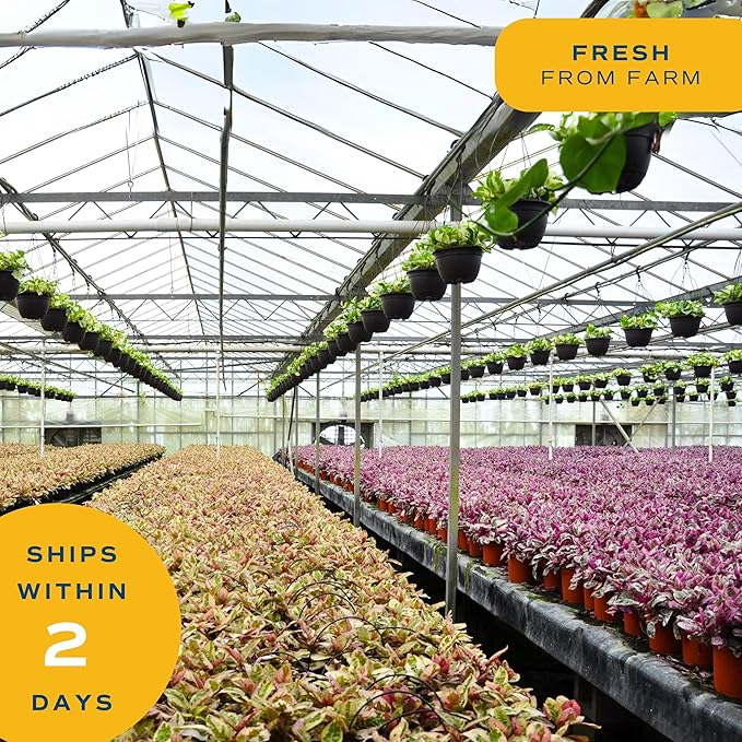 Costa Farms Money Tree, Easy Care Indoor Plant, Live Houseplant in Ceramic Planter Pot, Bonsai Potted in Potting Soil, Home Décor, Birthday Gift, New Home Gift, Outdoor Garden Gift, 16-Inches Tall