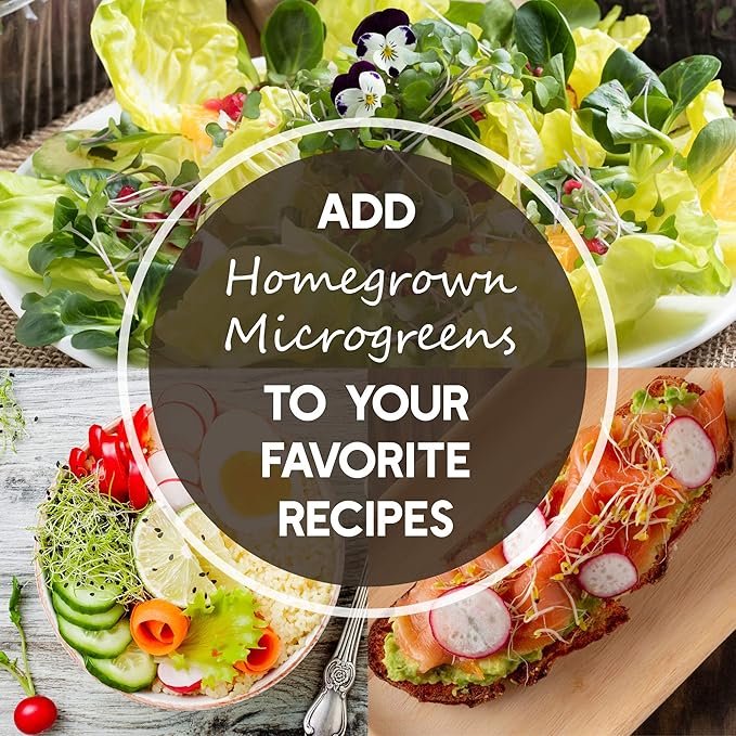 Radish Sprouting & Microgreens Seeds – Red Arrow Variety – 1 LB – Non-GMO, Heirloom – Fast-Growing, Spicy Radish Sprouts & Vibrant Micro Greens for Salads, Sandwiches, Smoothies & Indoor Gardening