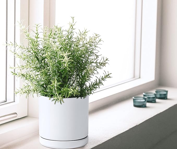 D'vine Dev 6 Inch Ceramic Planter Pot with Drainage Hole and Saucer, Indoor Cylinder Round Flower Pot, White, 94-O-C-1