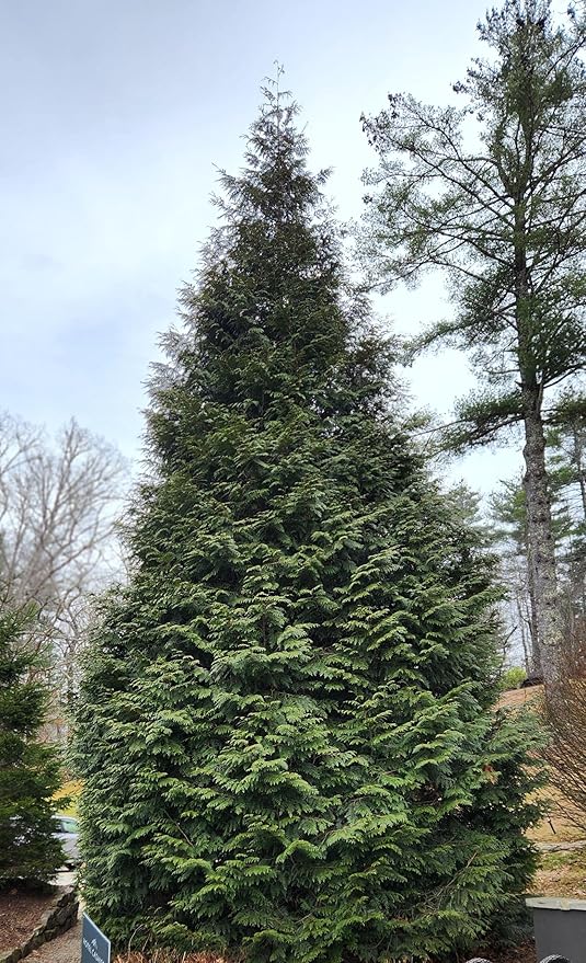 Thuja Green Giant Arborvitae Tree, Lot of 12, Quart Pot