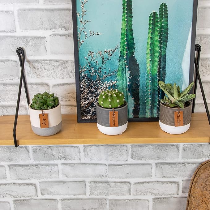 Succulents Plants Live in Plant Pot Set (3 Pack), Succulent Cactus Plants Live Plants, Indoor Plants Live Gardening Gifts for Plant Lovers, Live Succulents Plants Live Houseplants by Plants for Pets