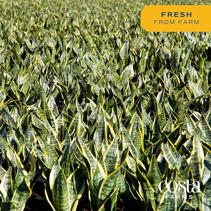 Costa Farms Snake, Sansevieria Mother-In-Law's Tongue in Mid-Century Modern Planter Stand Fits on Floor/Tabletops, Live Indoor Plant, 12-Inch Tall, Grower's Choice