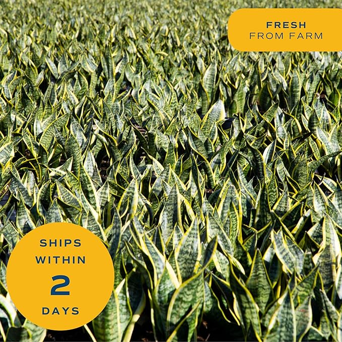 Costa Farms Live Indoor Snake Plant, Easy to Grow Mother in Laws Tongue, Sansevieria Houseplant, in Flower Pot Planter for Room and Home Décor, Housewarming, 8-Inches Tall