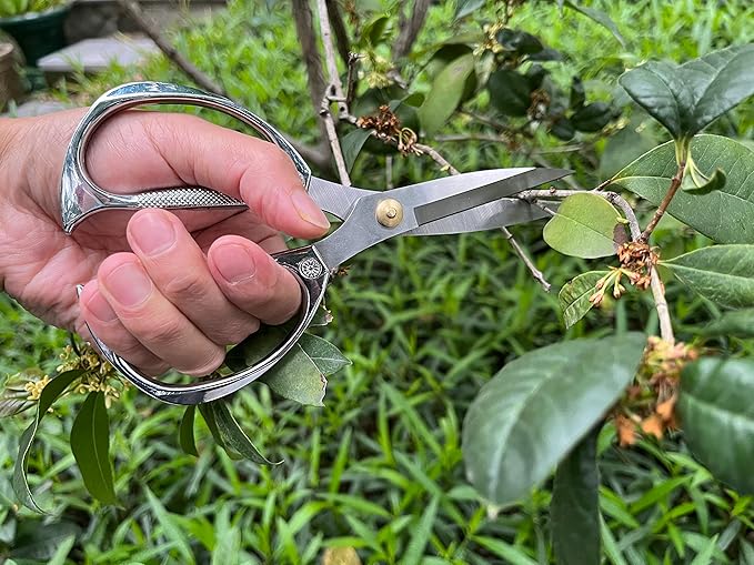 Indoor Plant Shears Garden Scissors, Flower Pruners Made of Japan SK5 Stainless Steel, Flowers Herbs and Plant Cutters, Clippers, Trimmers, Loppers, Bonsai Potted Plant Pruning Scissors