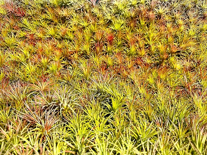Air Plants Bulk - Tillandsia Ionantha Wholesale Pack, Regular 1-3" - 50ct - Live Arrival Guaranteed - House Plants for Home Decor & Gift